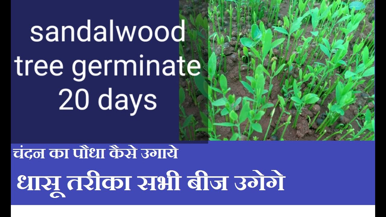 How to grow Sandalwood tree from seeds/चंदन का पौधा कैसे उगाये/चंदन