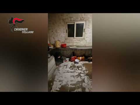 Sicurezza assente e condizioni disumane per i lavoratori: nei guai titolare di un circo -VIDEO-