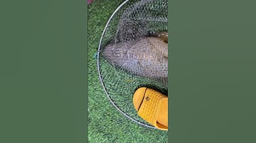 Đi biển câu mực được biển đãi