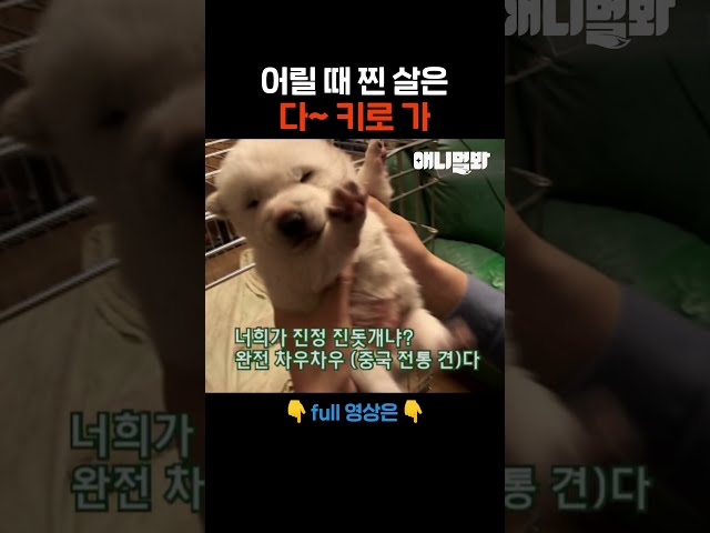 토실토실하다. 토실토실한. #애니멀봐 #shorts