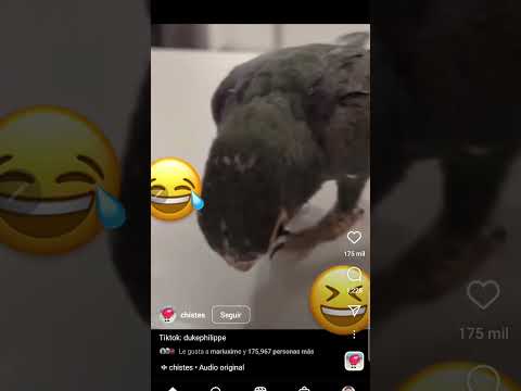 chistes animalitos