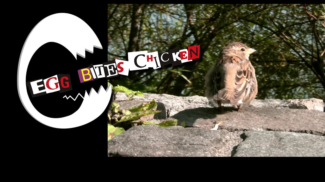 EGG BITES CHICKEN - Rock'n'Roll Nigger - YouTube