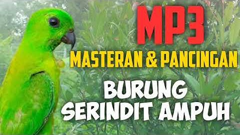 Pancingan & masteran burung serindit ampuh memanggil lawan MP3