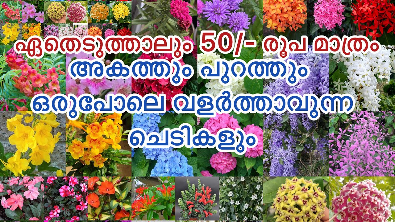 വെറും 50/- രൂപക്ക് ഇത്രയേറെ ചെടികൾ ,അകത്തും പുറത്തും വളർത്താവുന്ന ചെടികളും. #leafgarden #offer