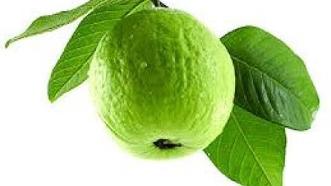 Bài thuốc đặc trị sâu răng bằng lá ổi hiệu quả cao - chữa sâu răng bằng đông y