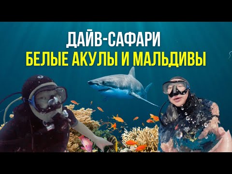 Maldives Liveaboard: Tiger Sharks, Panic, and an Unforgettable 30-Meter Depth