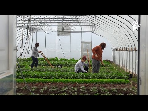 \"ფერმა\" - იმერეთში მწვანილის წარმოების ხელშემწყობი პროექტი იწყება