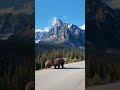 Banff National Park Canada #ab #canada #nature #travel #tree #banff #banffnationalpark #bear #nature