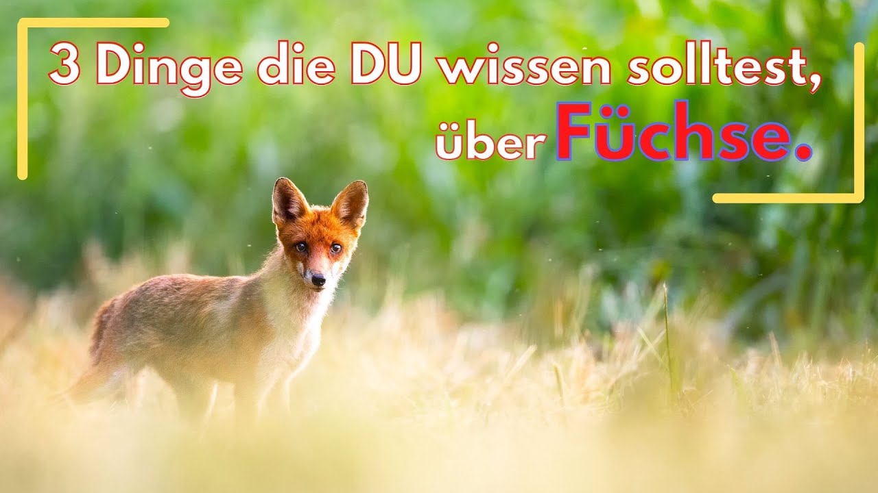 Wie du jetzt Füchse finden kannst und 3 Dinge die du über Füchse wissen solltest