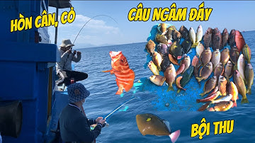 Câu Ngâm Đáy Hòn Cân Hòn Cỏ Nhơn Lý, Câu Cá Biển Tự Nhiên, Cá Mú, Cá Róc, Cá Bò, TÝ FISHING.