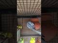 BUDGIE INFORMATION VIDEO #ytshorts #birdfood #parrot #winterbirds #budgies