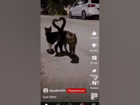 2 кота своими хвостами сделали сердечко - YouTube