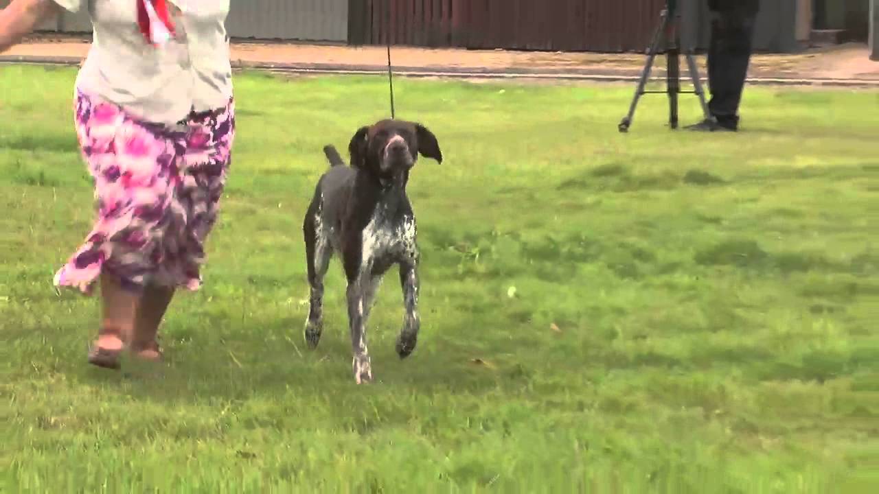 Barleyarch German Shorthaired Pointers - Sue & Martin Harris gundogan futbin