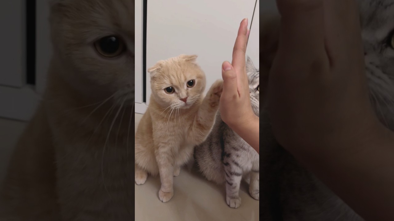 cat handshake 🤝