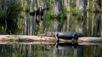 Swamp Parallax Animation | New Media