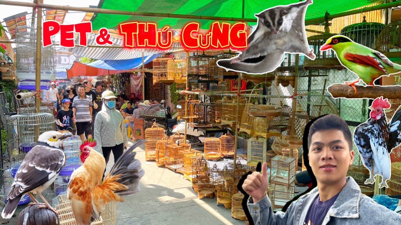 Lần 2 Comeback Thiên Đường Sinh Vật Cảnh - Phiên chợ Đông Đúc bậc nhất miền Bắc || Đạt Bird TV