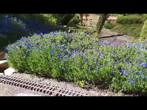 Butterflies At Maple Rock Gardens Youtube