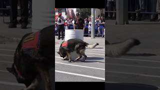 Turkish Military K9 in Action 🐕💥 Elite Commando Dog Training  Obedience Drill.