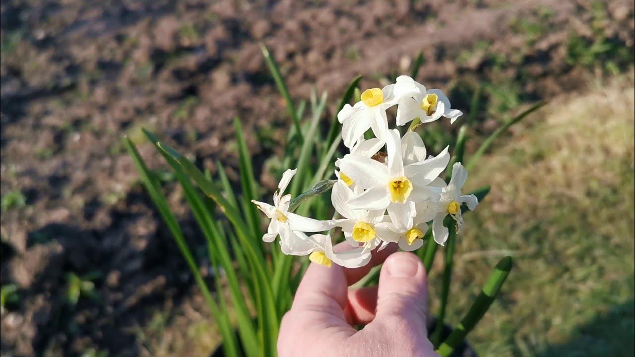 Нарцисс вернется. Нарцисс артик Беллз. Нарцисс тацетта Daffodie. Нарцисс ХАРТБИТ. Нарцисс Сноу Фриллз.