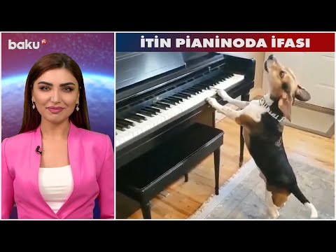 İtin pianinoda ifası - MARAQLI ANLAR