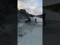Boz ırk toz duman etti #shorts #animal
