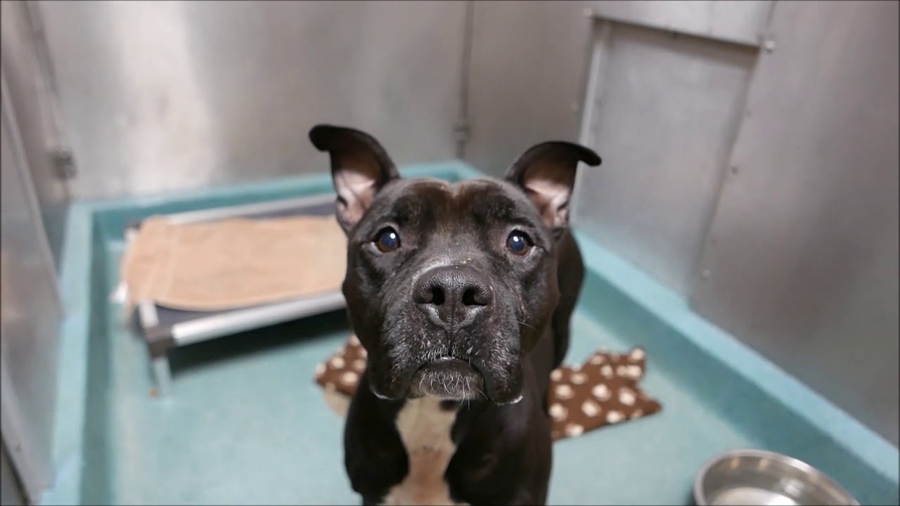 Bruno - 8653 - Brooklyn ACC camera iphone 8 plus apk