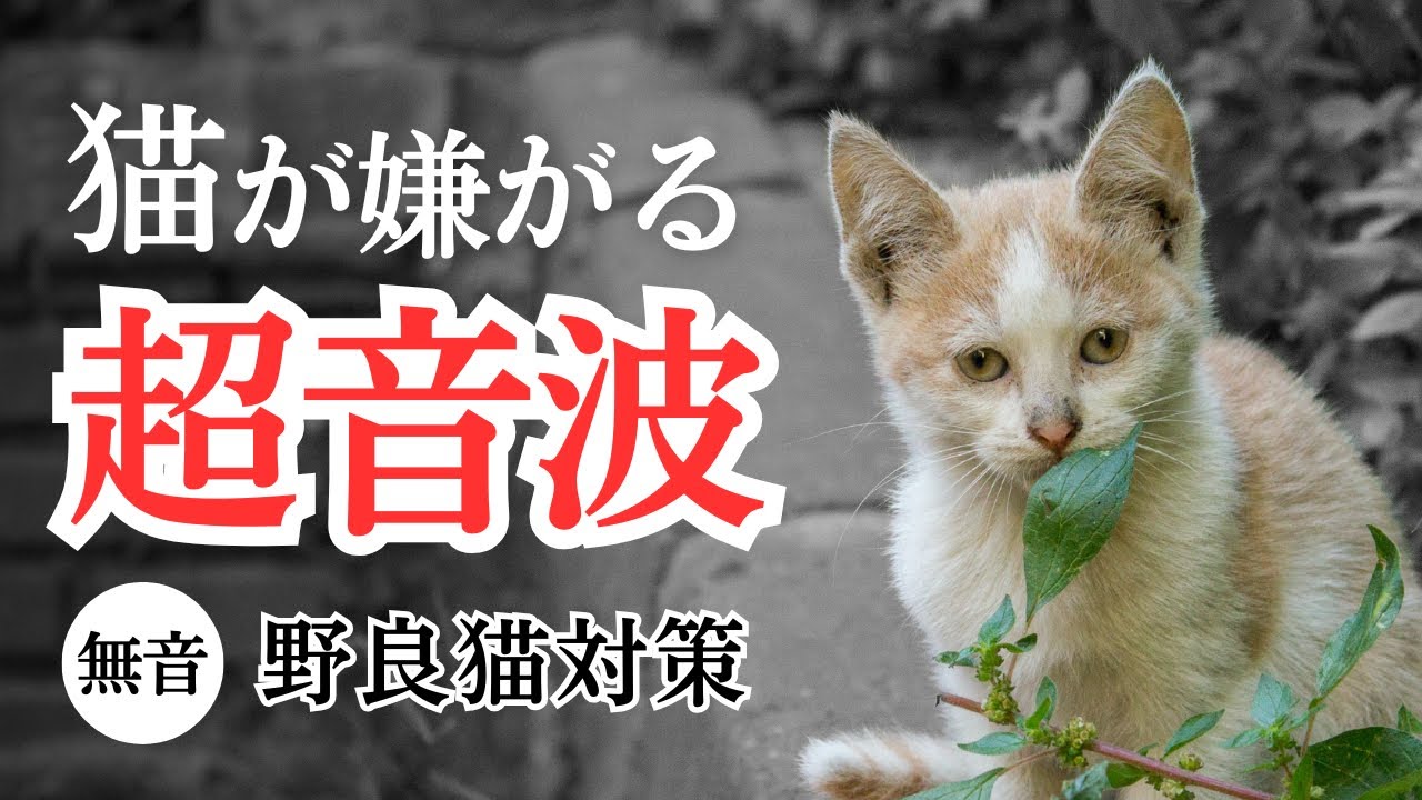 猫が嫌がる超音波(無音)。野良猫の宅地侵入、鳴き声の対策に - YouTube