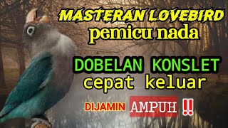 MASTERAN LOVEBIRD KONSLET//PEMICU NADA DOBELAN CEPAT KELUAR