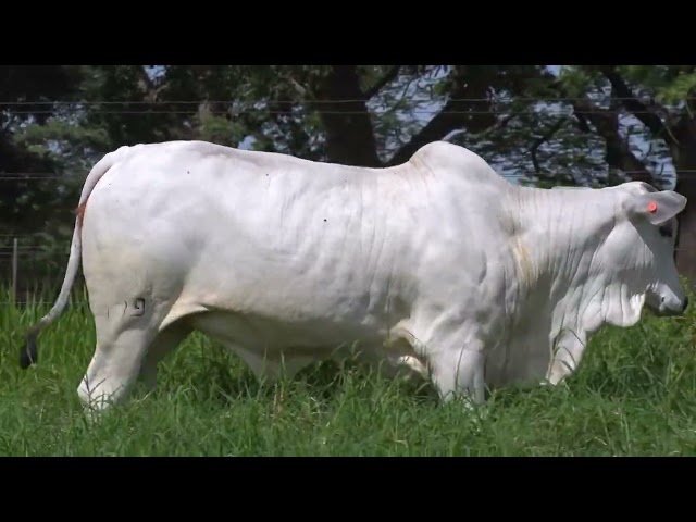 LOTE 04 - DIOLA FIV BONS (BONS 4792)