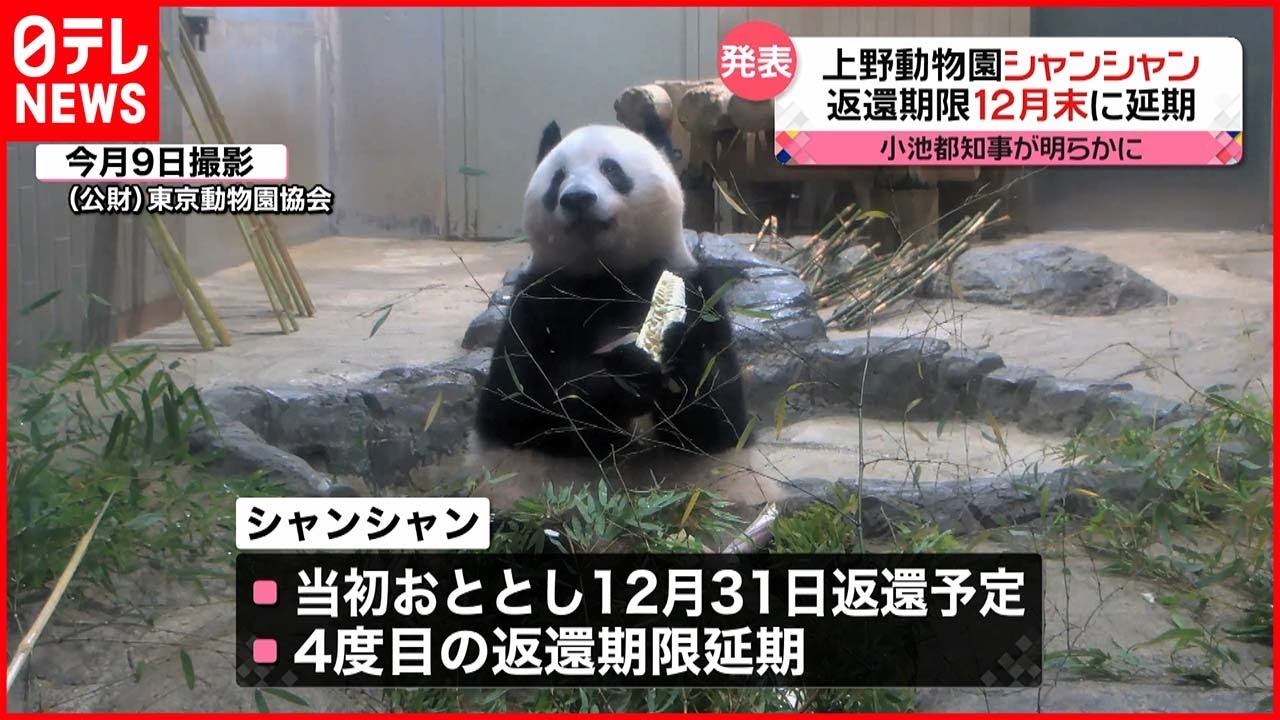 パンダ】「シャンシャン」中国への返還期限が12月末まで延期 上野