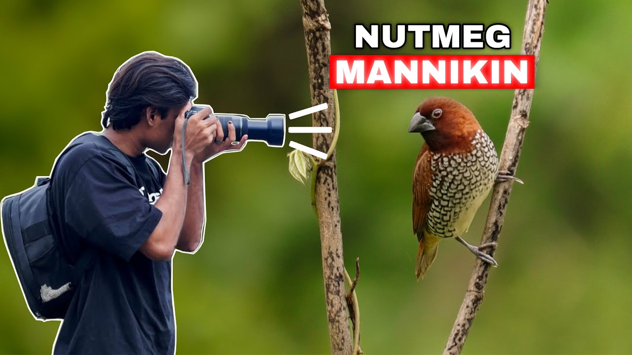 A Close Encounter with the Rare Nutmeg Mannikins Bathing | Urban Wildlife Exploration