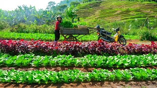 Download Lagu Harvest Meo Mustard Greens After 40 Days Of Planting For Sale At The Market – Cooking – Gardening MP3