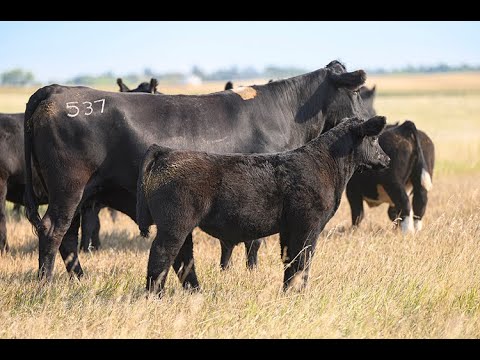 Reimann Ranch : Tag 7 - YouTube