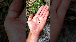 A Disabled Duckling Helps His Cat Friend0702 Rescue Animal Rescue