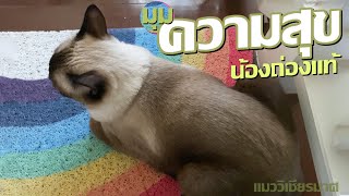 มุมความสุขของน้องถ่อง  #ความสุข #cat #Labrador by ถ่องแท้นะเหมียว 391 views 3 months ago 11 minutes, 5 seconds