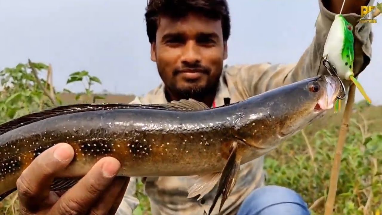 Fish Hunting Murrel Fish Snakehead fish Caching Lure Fishing Monster Fish Attack Fishing Hunting