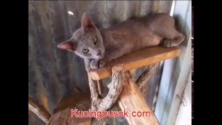 Karakter Kucing Busok