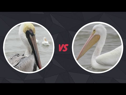 Brown Pelican vs American White Pelican | Call/Sounds, Flying, Eating, Diving, Habitat, Facts, Etc.