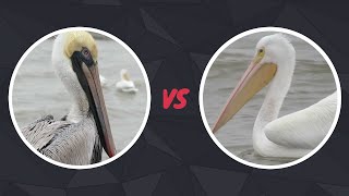 Brown Pelican vs American White Pelican | Call\/Sounds, Flying, Eating, Diving, Habitat, Facts, Etc.