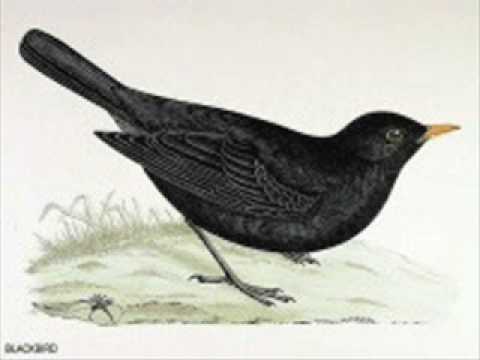 Blackbird