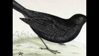 The Beatles-Blackbird