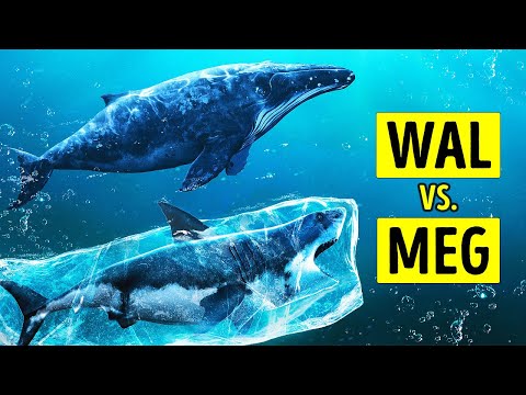 Video: War Megalodon größer als ein Walhai?