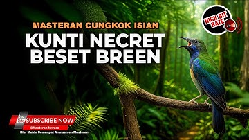 🔴 Roll Tembakan Kasar Cucak Cungkok Gacor Isian Mewah Kunti Breen Beset Masteran Juwara 2025
