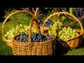 Большой обзор сортов винограда. Урожай 2020