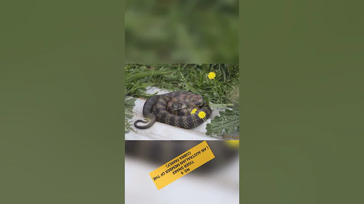 TOP 10 Most Dangerous Snakes In The World | #Shorts