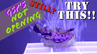 Green Star Polyps NOT Opening?? TRY THIS !! - A1A Adventures screenshot 2