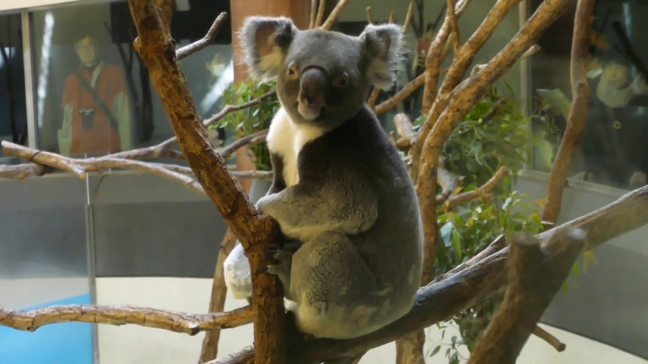 #007【コアラの家族】ニシチの大冒険！見守る母ニーナ。父コタロウも見ている★funny koala