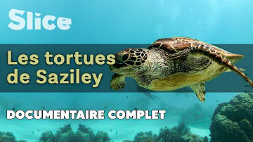 Où voir des tortues à Mayotte ?