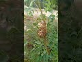 عش الدبابير