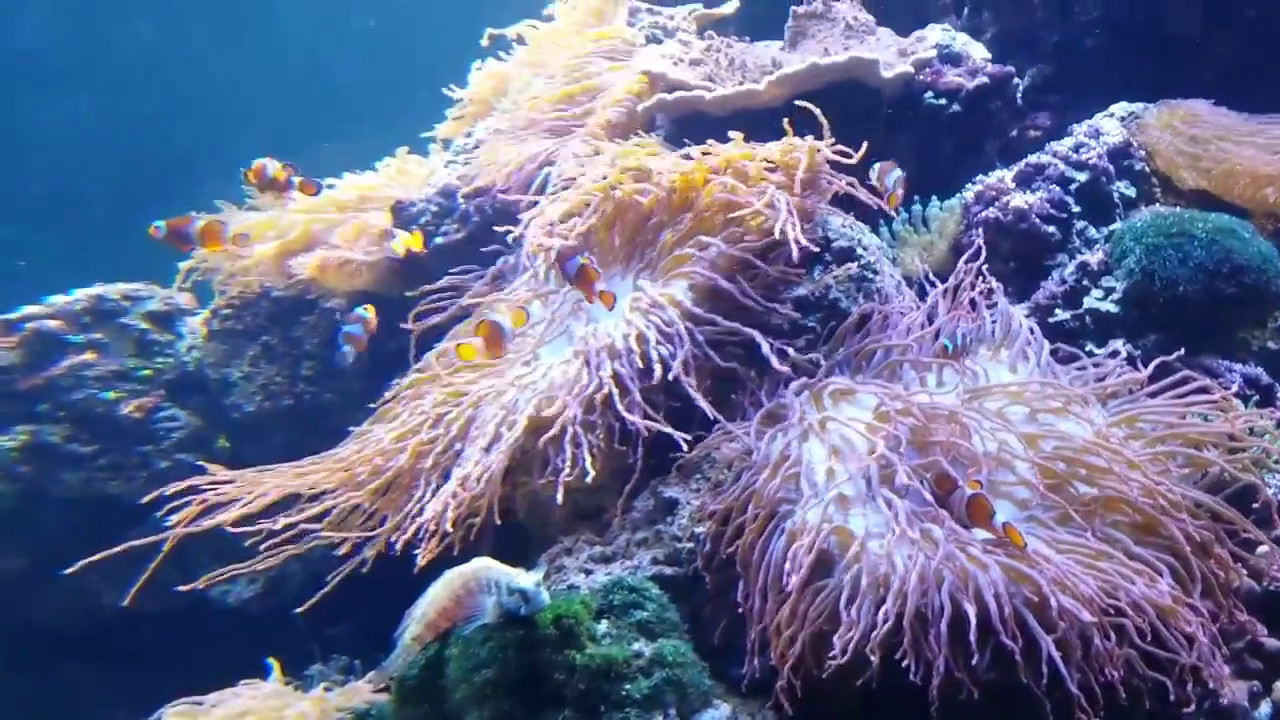 Zoo Hagenbeck in Hamburg Im Tropenhaus Aquarium * * * YouTube